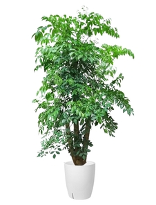 探秘鄞州花卉租摆价格，解锁性价比高的绿植租赁秘籍